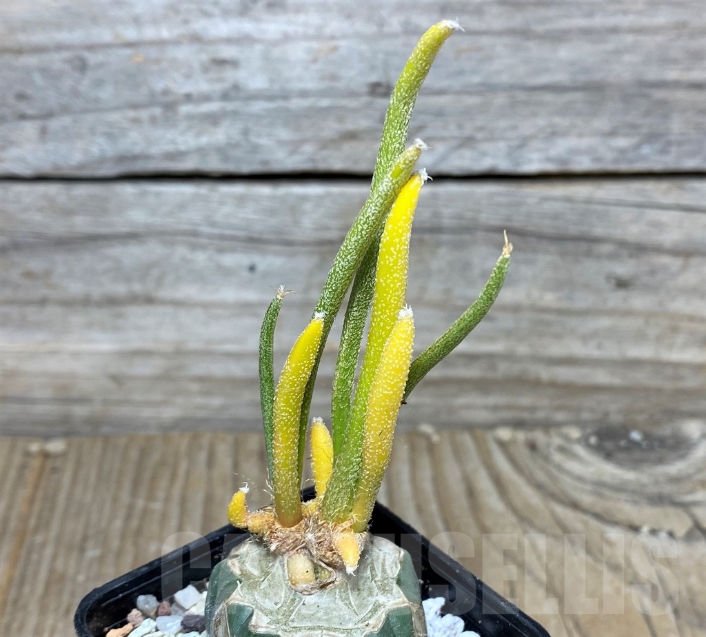 SHPR16460 Astrophytum digitostigma caput-medusae f. variegata, grafted