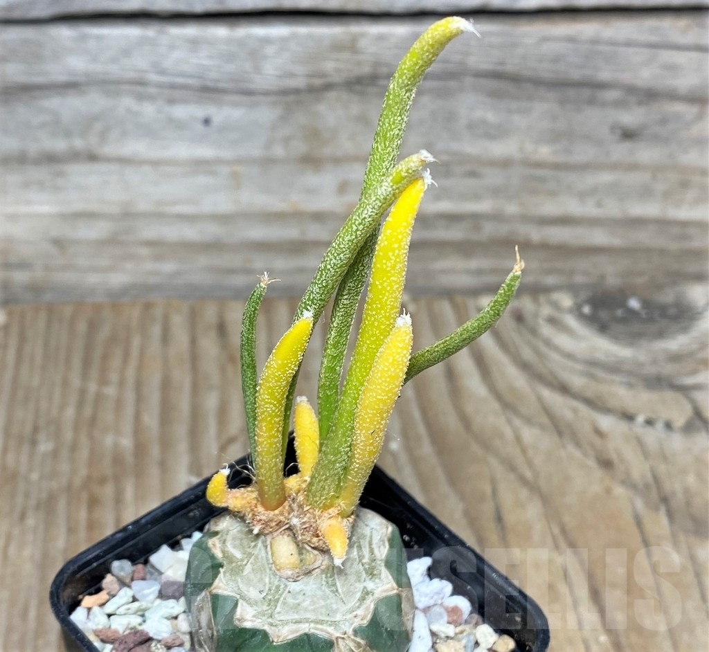 SHPR16460 Astrophytum digitostigma caput-medusae f. variegata, grafted