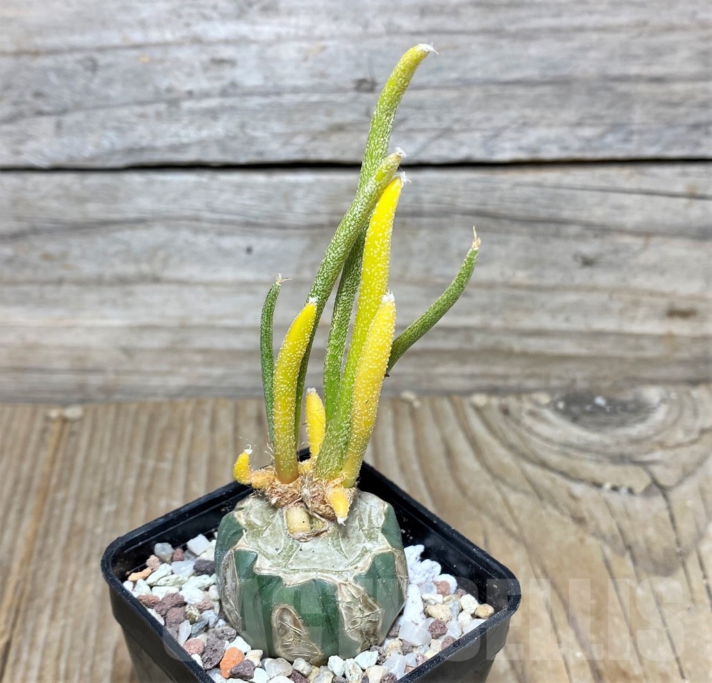 SHPR16460 Astrophytum digitostigma caput-medusae f. variegata, grafted