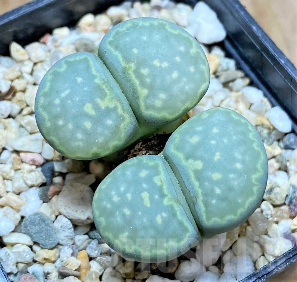 SHPR34151 Lithops salicola 'Malachite'