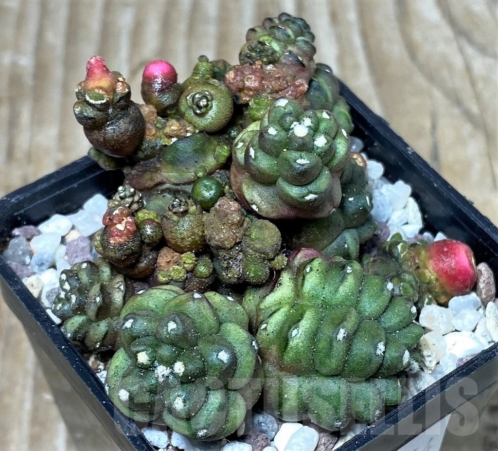 SHPR16464 Gymnocalycium mihanovichii 'Transformer' - Image 2