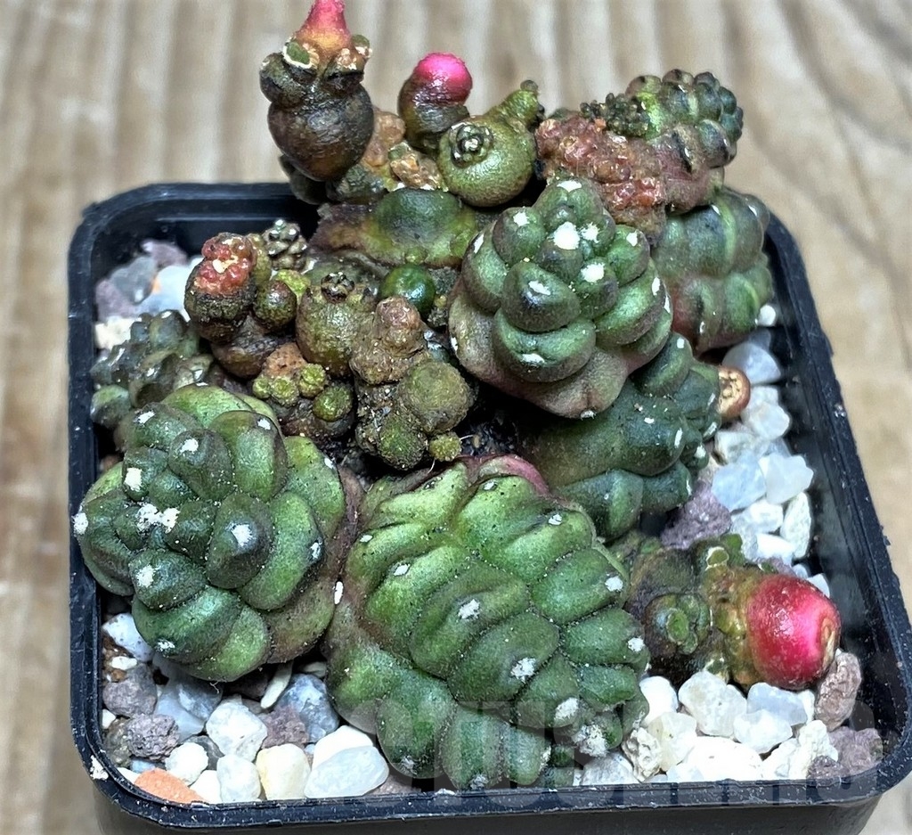 SHPR16464 Gymnocalycium mihanovichii 'Transformer'