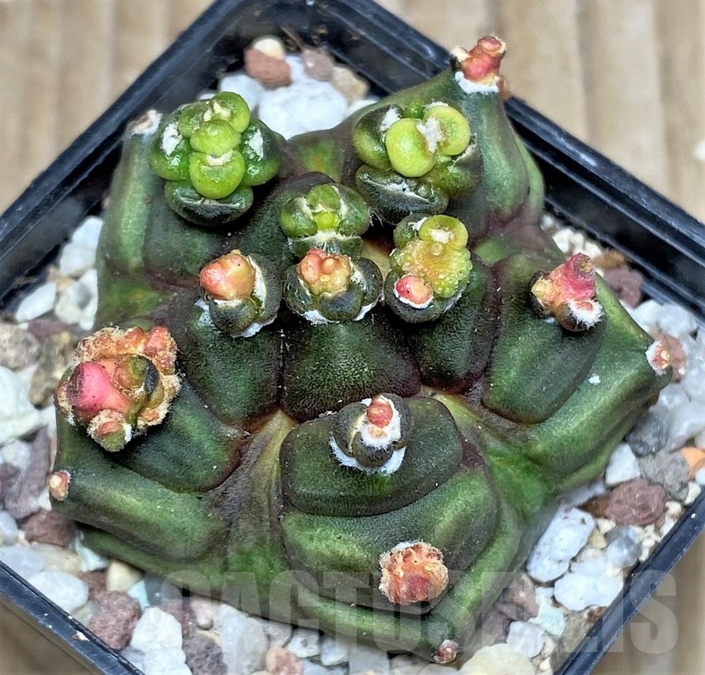 SHPR16465 Gymnocalycium mihanovichii 'Transformer'