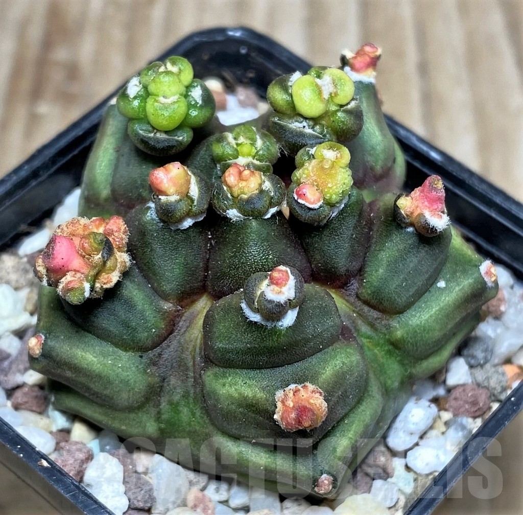 SHPR16465 Gymnocalycium mihanovichii 'Transformer' - Image 2