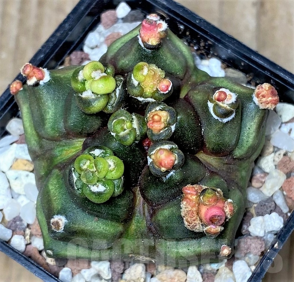 SHPR16465 Gymnocalycium mihanovichii 'Transformer' - Image 3