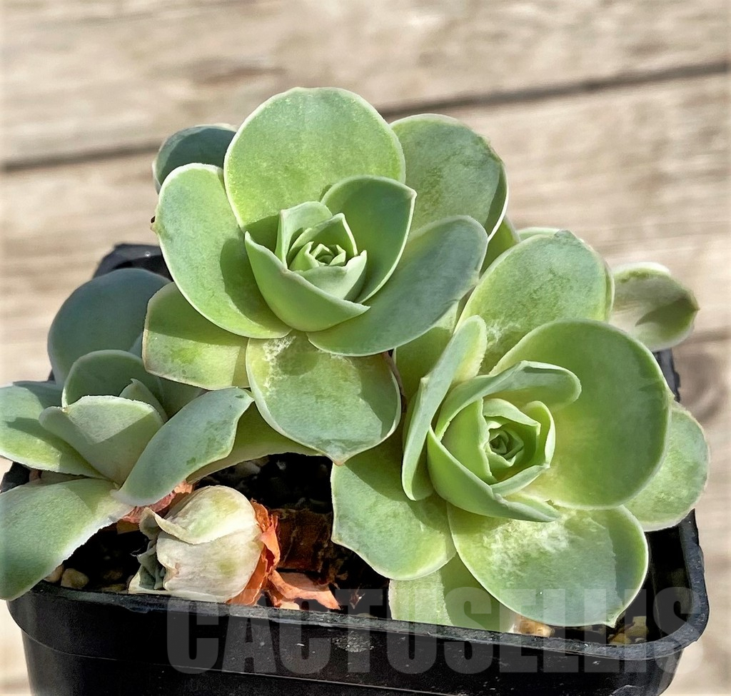 SHPR34155 Greenovia 'Pinky Yero'