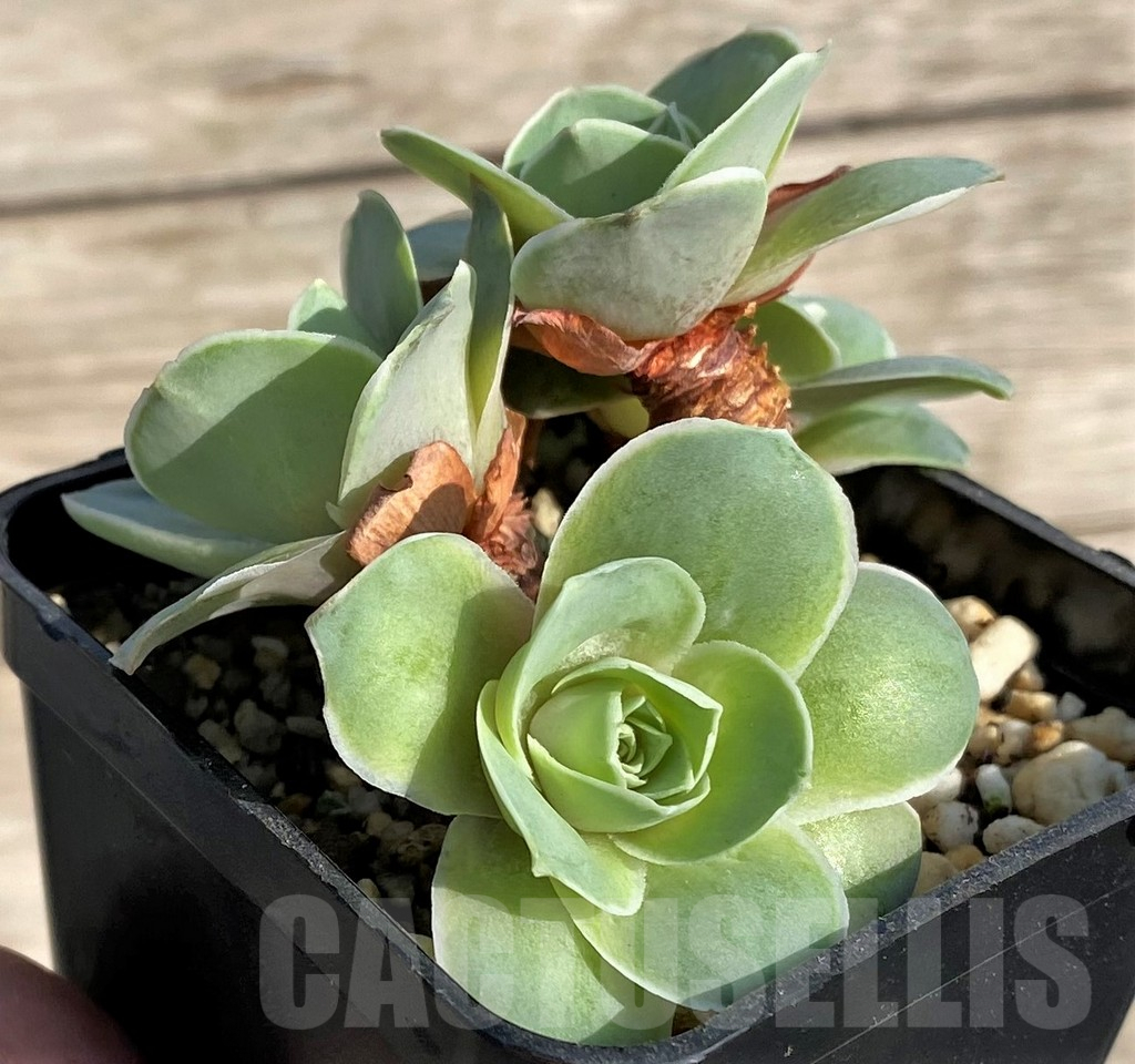 SHPR34155 Greenovia 'Pinky Yero' - Image 2