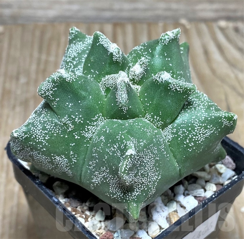 SHPR16466 Astrophytum myriostigma 'Kikko'