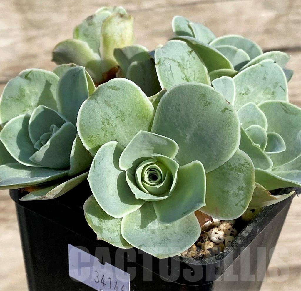 SHPR34156 Greenovia ‘Wine Glass’