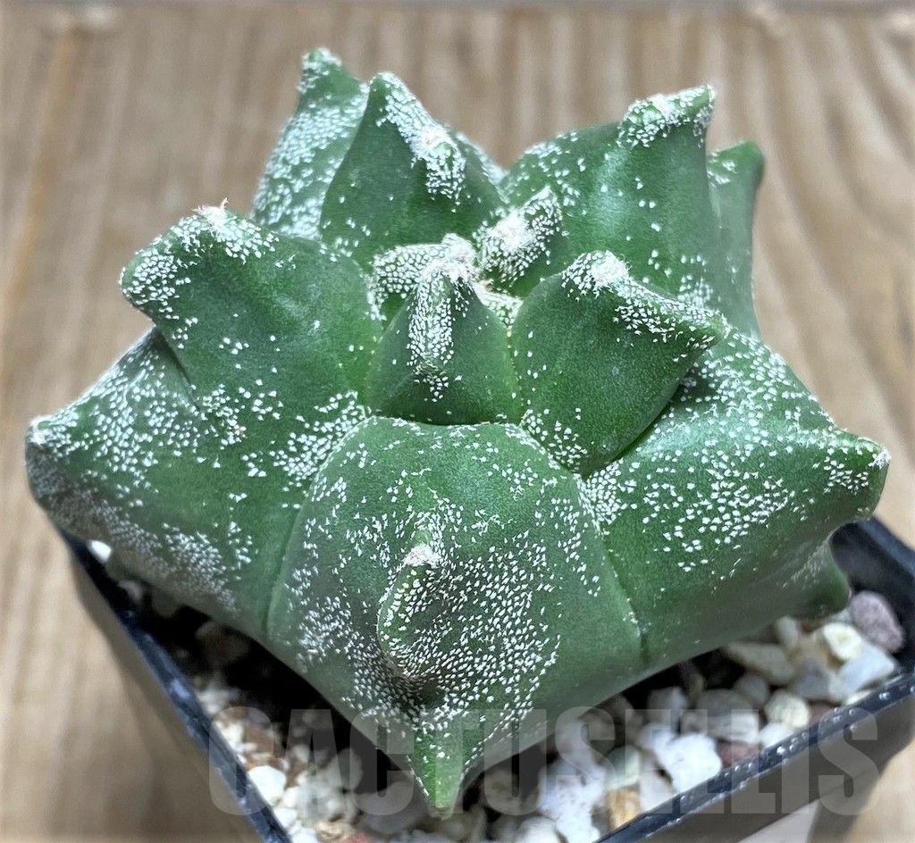 SHPR16466 Astrophytum myriostigma 'Kikko' - Image 3