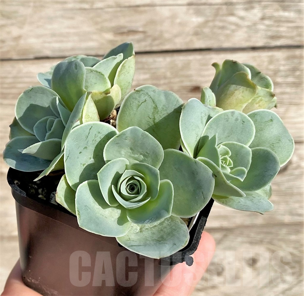 SHPR34156 Greenovia ‘Wine Glass’ - Image 3