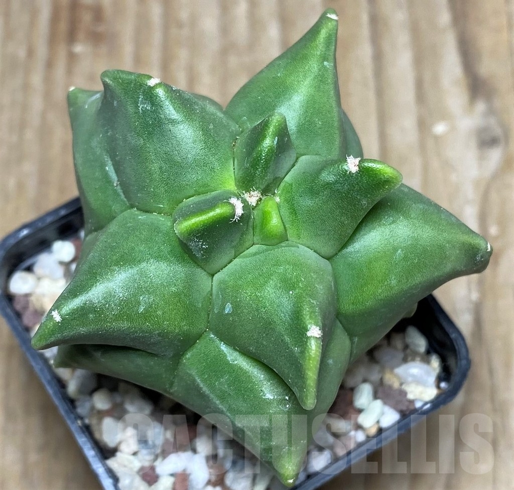 SHPR16467 Astrophytum myriostigma 'Kikko' - Зображення 2