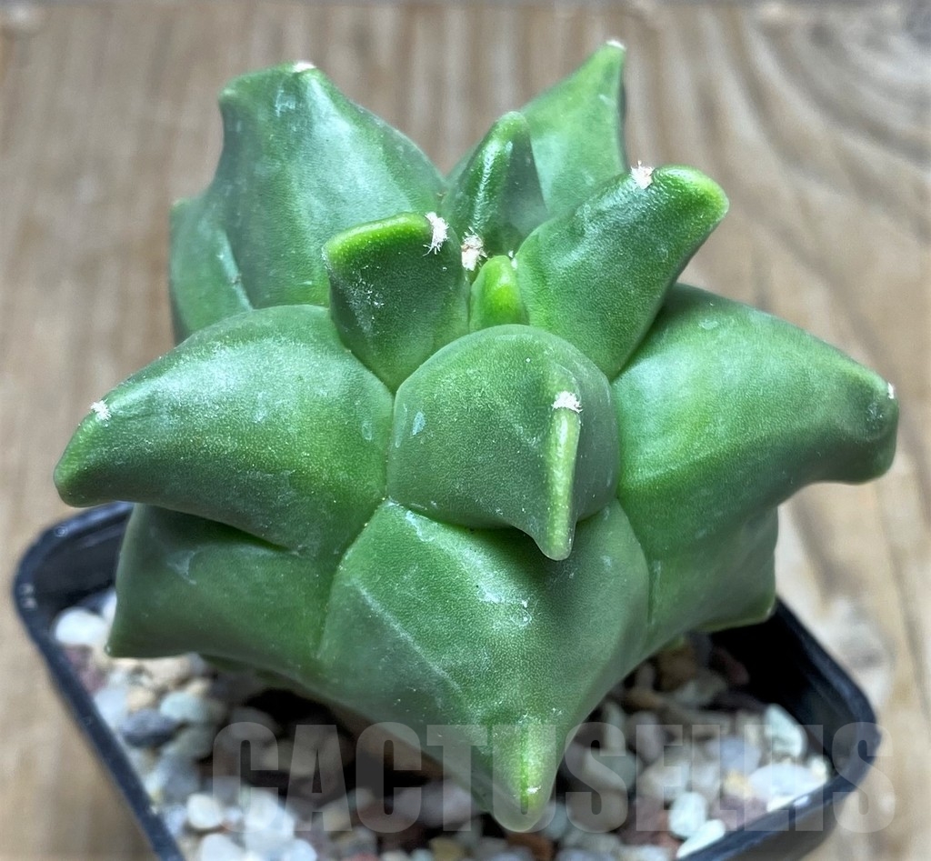 SHPR16467 Astrophytum myriostigma 'Kikko'