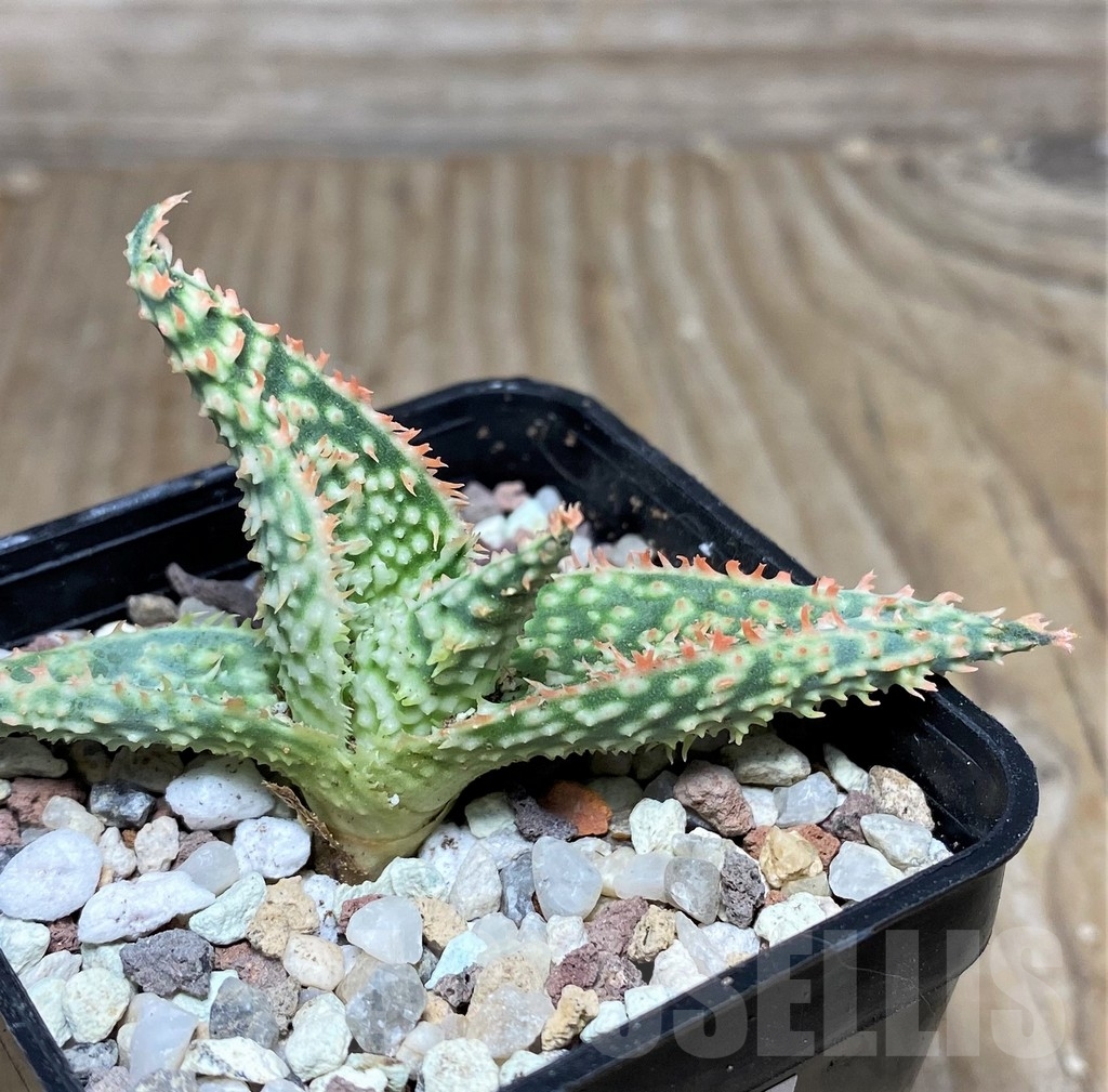 SHPR16471 Aloe hybrid -Thailand- - Imagen 3