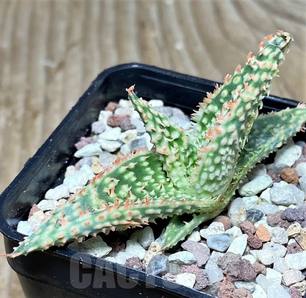 SHPR16471 Aloe hybrid -Thailand- - Imagen 2