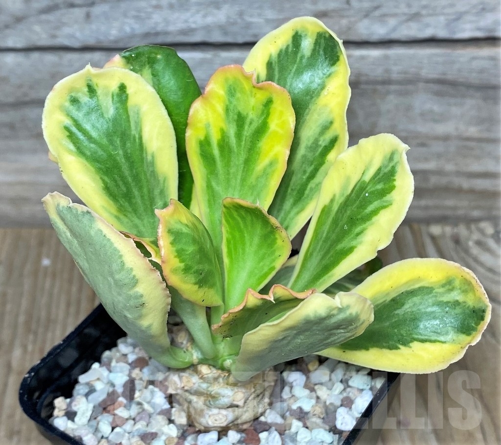 SHPR16480 Euphorbia poissonii f. variegata