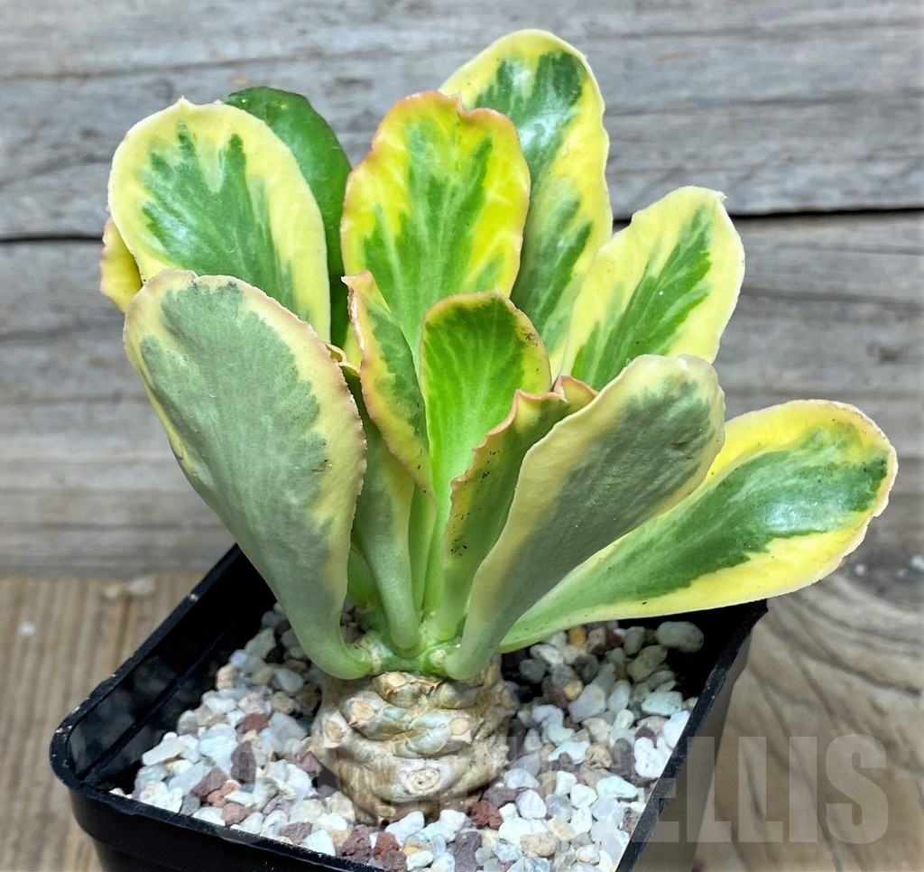 SHPR16480 Euphorbia poissonii f. variegata - Image 2