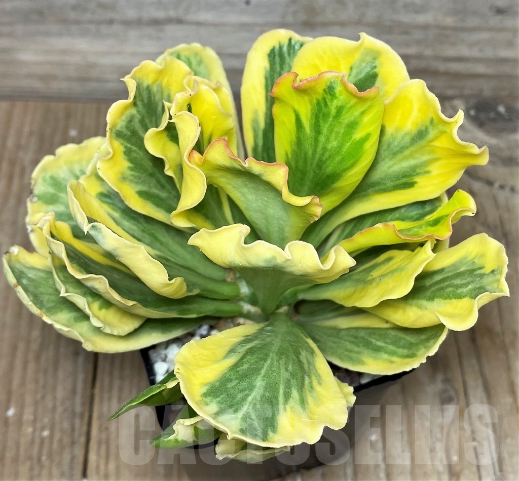 SHPR16482 Euphorbia poissonii f. variegata