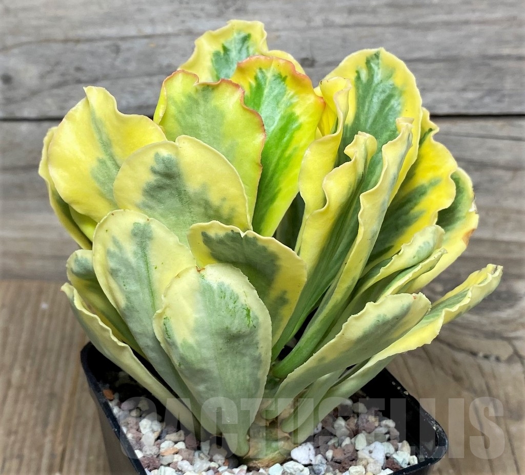 SHPR16482 Euphorbia poissonii f. variegata - Image 2