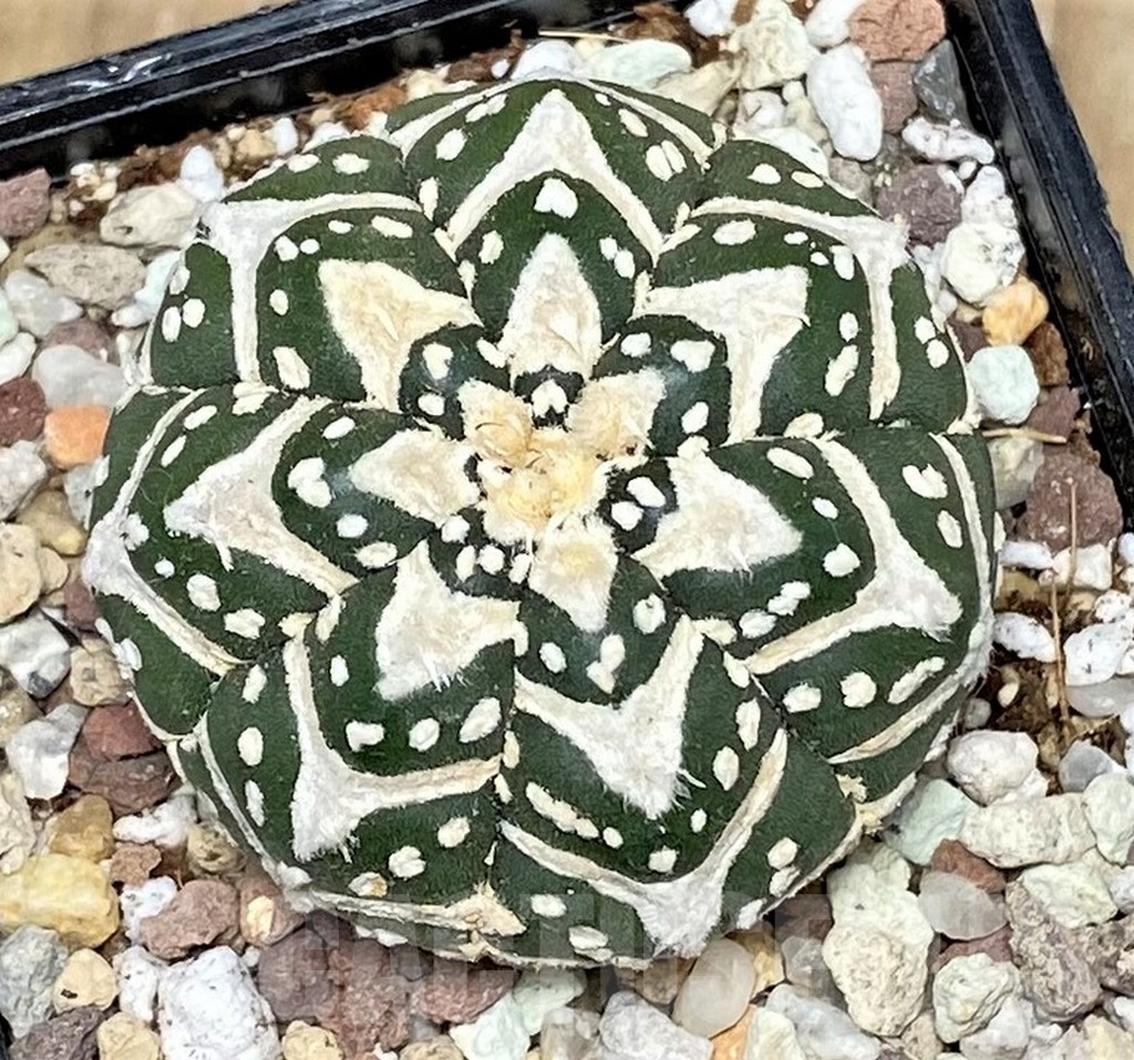 SHPR16484 Astrophytum asterias 'Super Kabuto' V-type