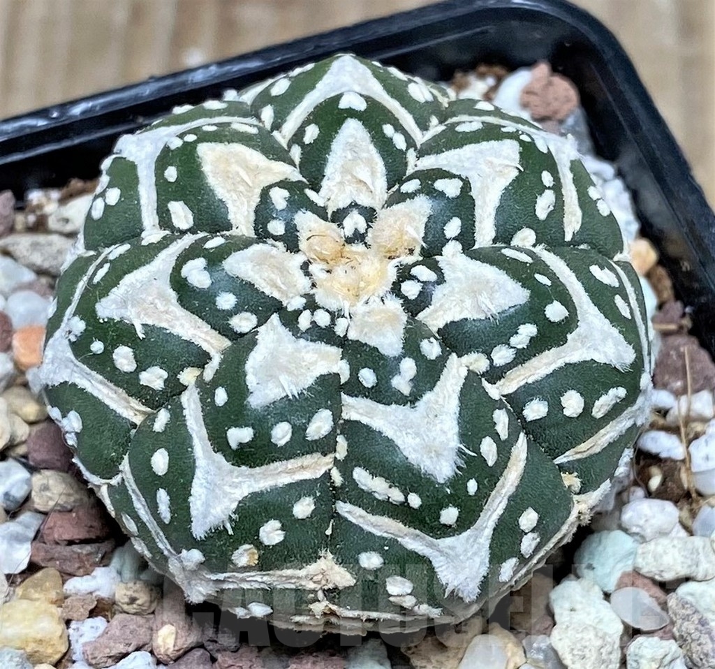 SHPR16484 Astrophytum asterias 'Super Kabuto' V-type - Image 2