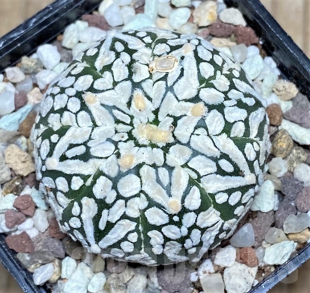 SHPR16487 Astrophytum asterias 'Super Kabuto' V-type