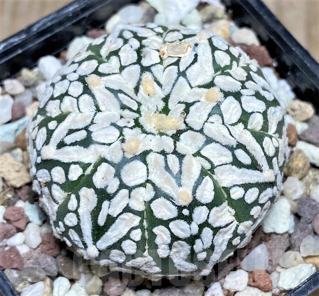 SHPR16487 Astrophytum asterias 'Super Kabuto' V-type - Image 2