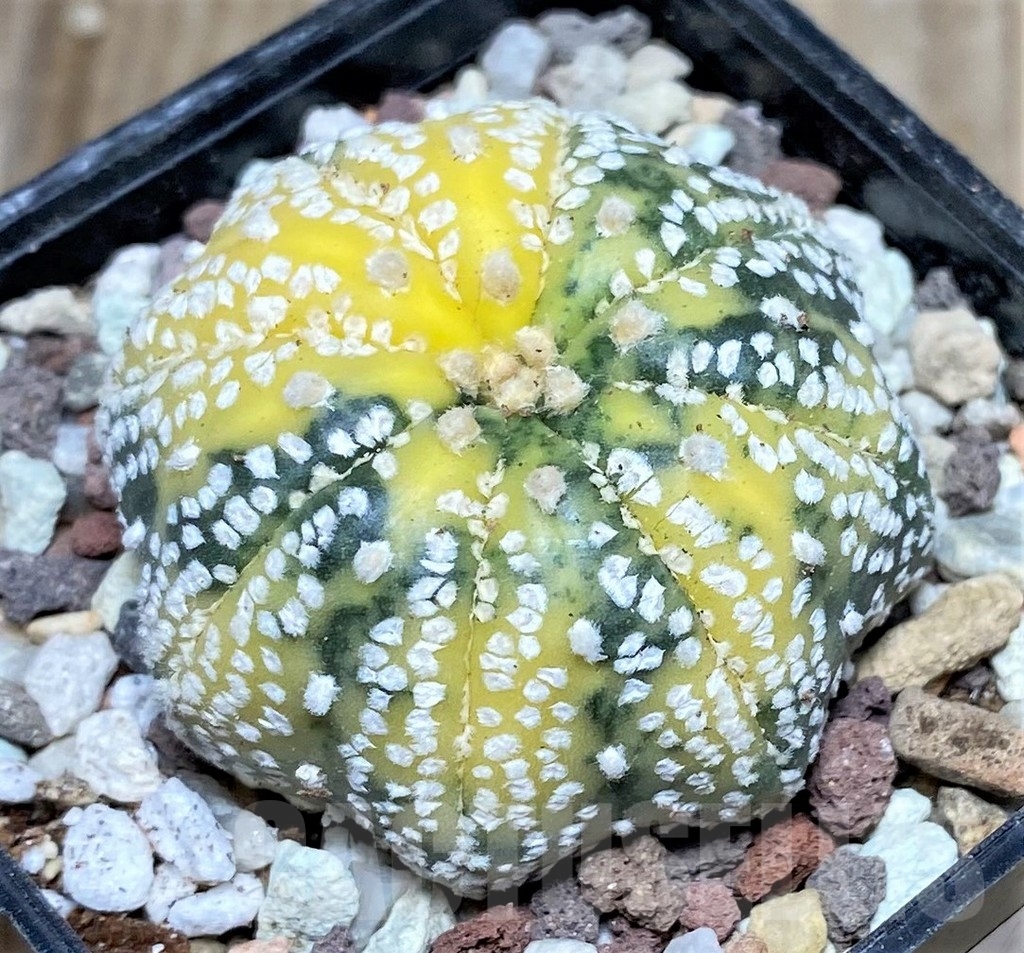 SHPR16489 Astrophytum asterias 'Super Kabuto' f. variegata