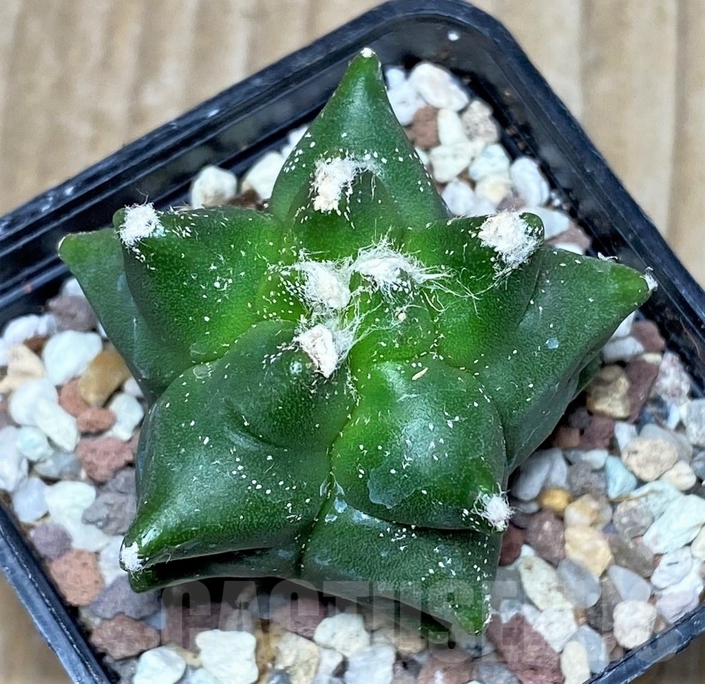 SHPR16490 Astrophytum myriostigma 'Kikko' - Image 2