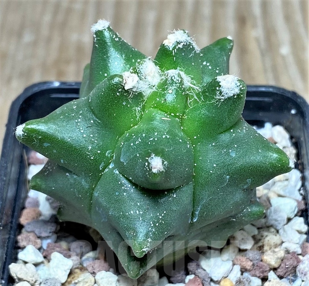 SHPR16490 Astrophytum myriostigma 'Kikko'