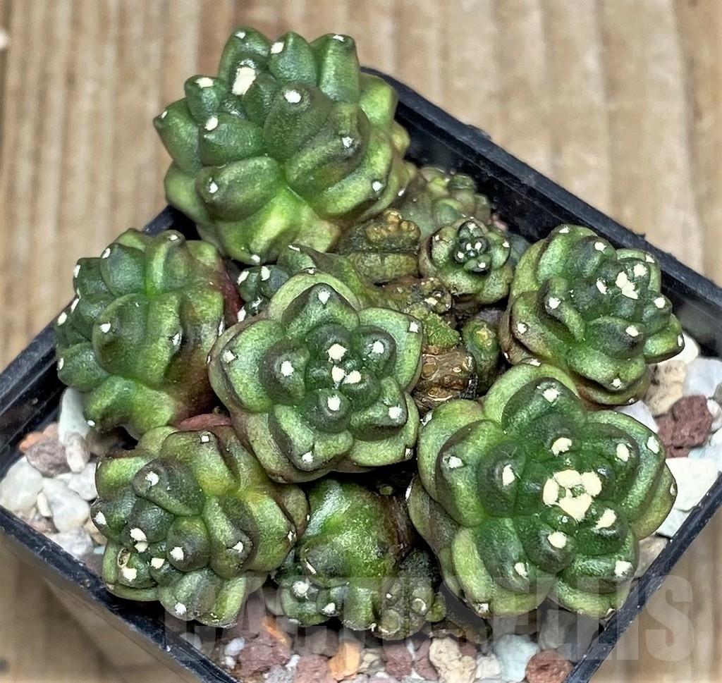 SHPR16494 Gymnocalycium mihanovichii 'Transformer' - Зображення 2