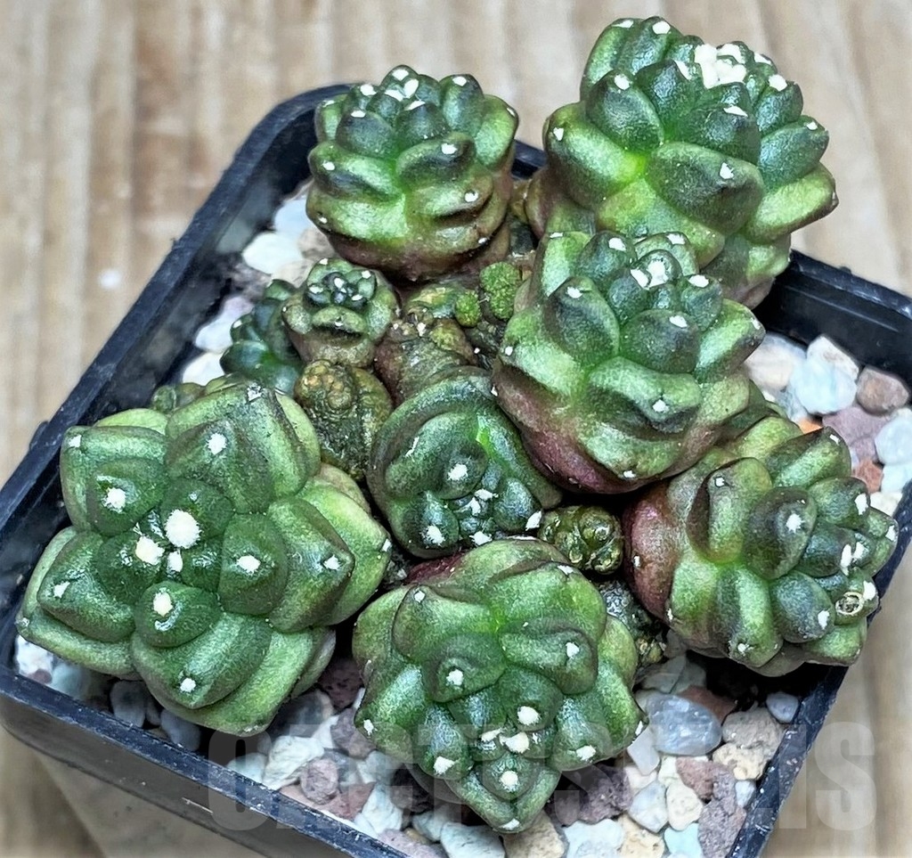SHPR16494 Gymnocalycium mihanovichii 'Transformer'