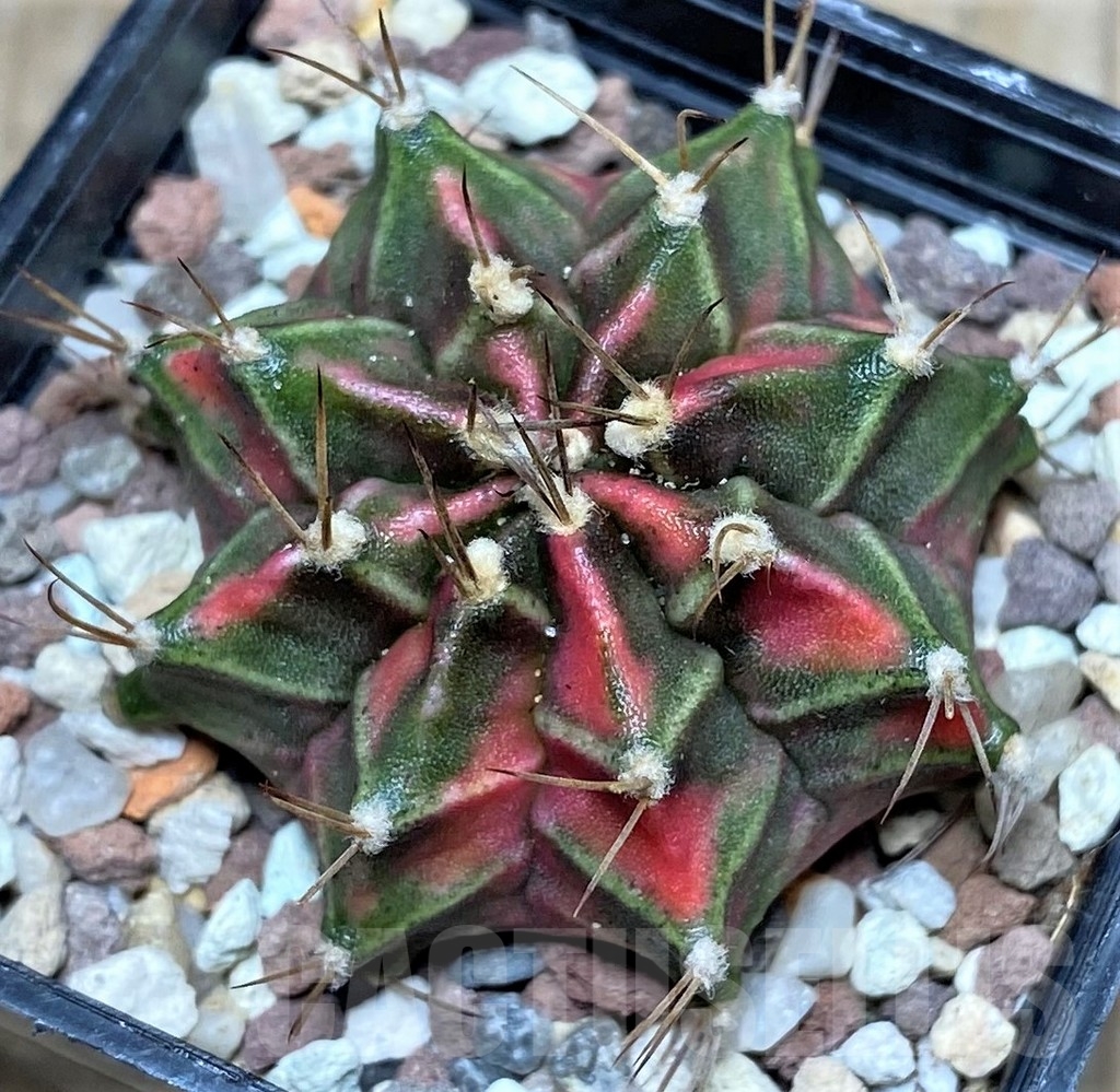 SHPR16501 Gymnocalycium mihanovichii 'Siam Violet'