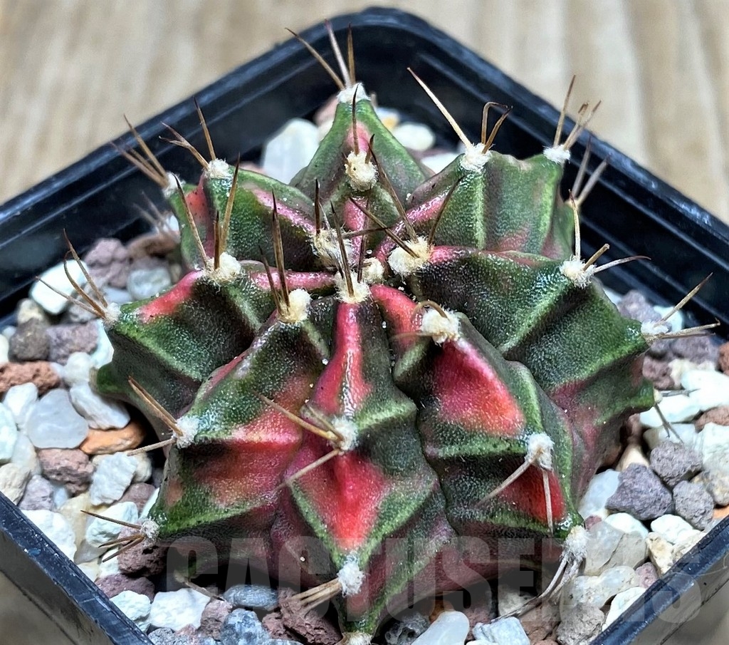 SHPR16501 Gymnocalycium mihanovichii 'Siam Violet' - immagine 2