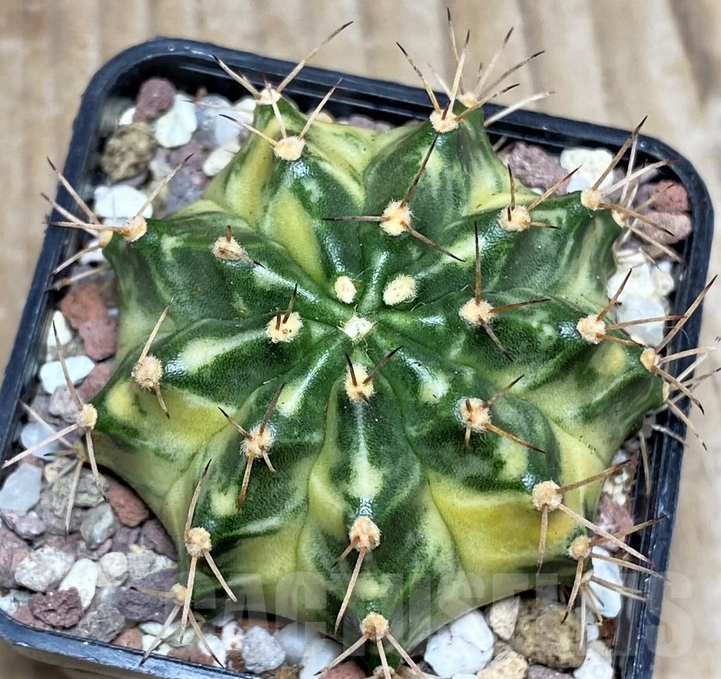 SHPR16504 Gymnocalycium mihanovichii 'Dragon Egg'