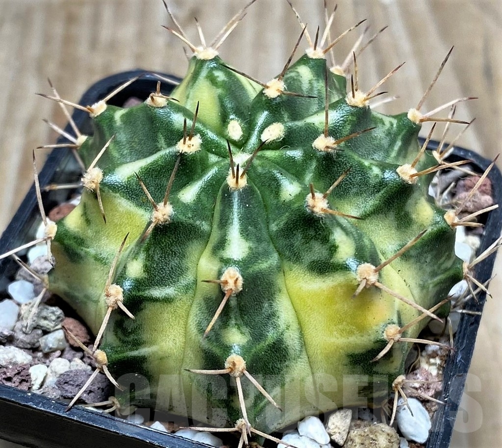 SHPR16504 Gymnocalycium mihanovichii 'Dragon Egg' - Imagen 2