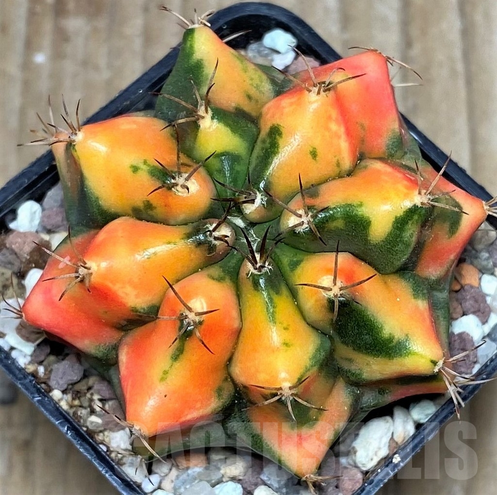 SHPR16506 Gymnocalycium mihanovichii 'G. Carnelian'
