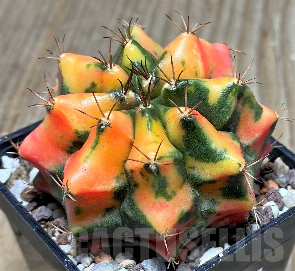 SHPR16506 Gymnocalycium mihanovichii 'G. Carnelian' - Image 2