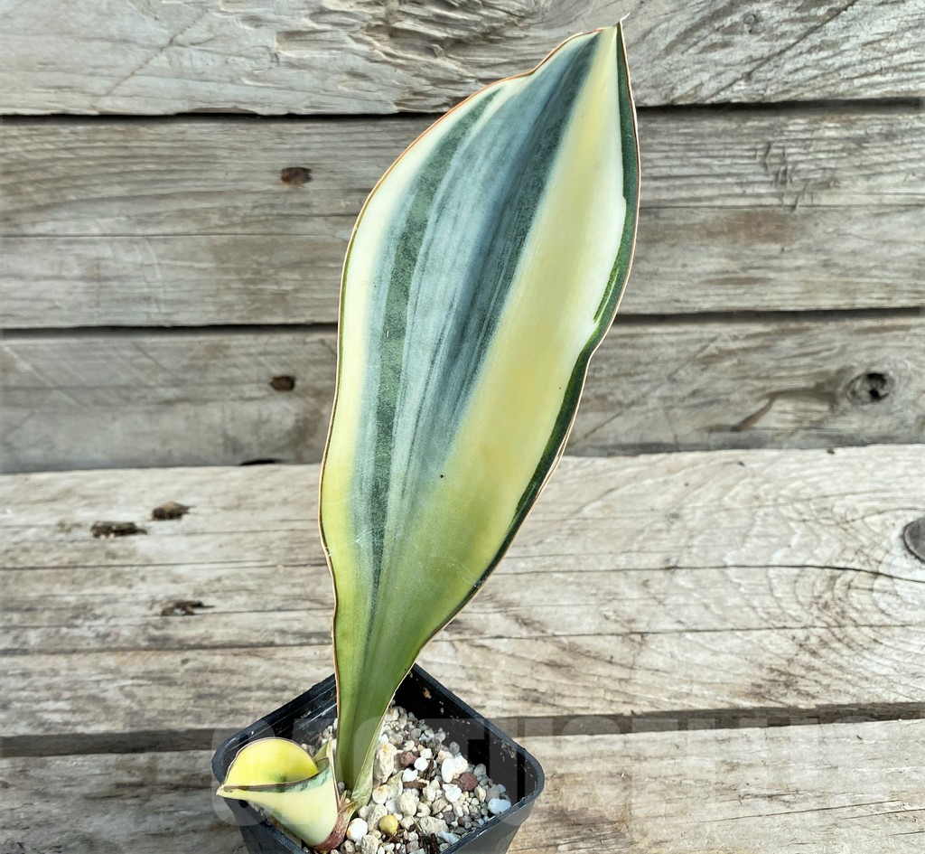 SHPR20920 Sansevieria 'Masoniana' white