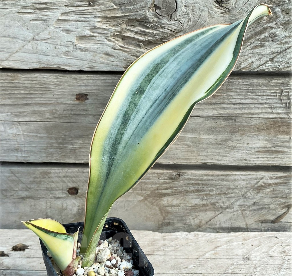 SHPR20920 Sansevieria 'Masoniana' white - Image 2