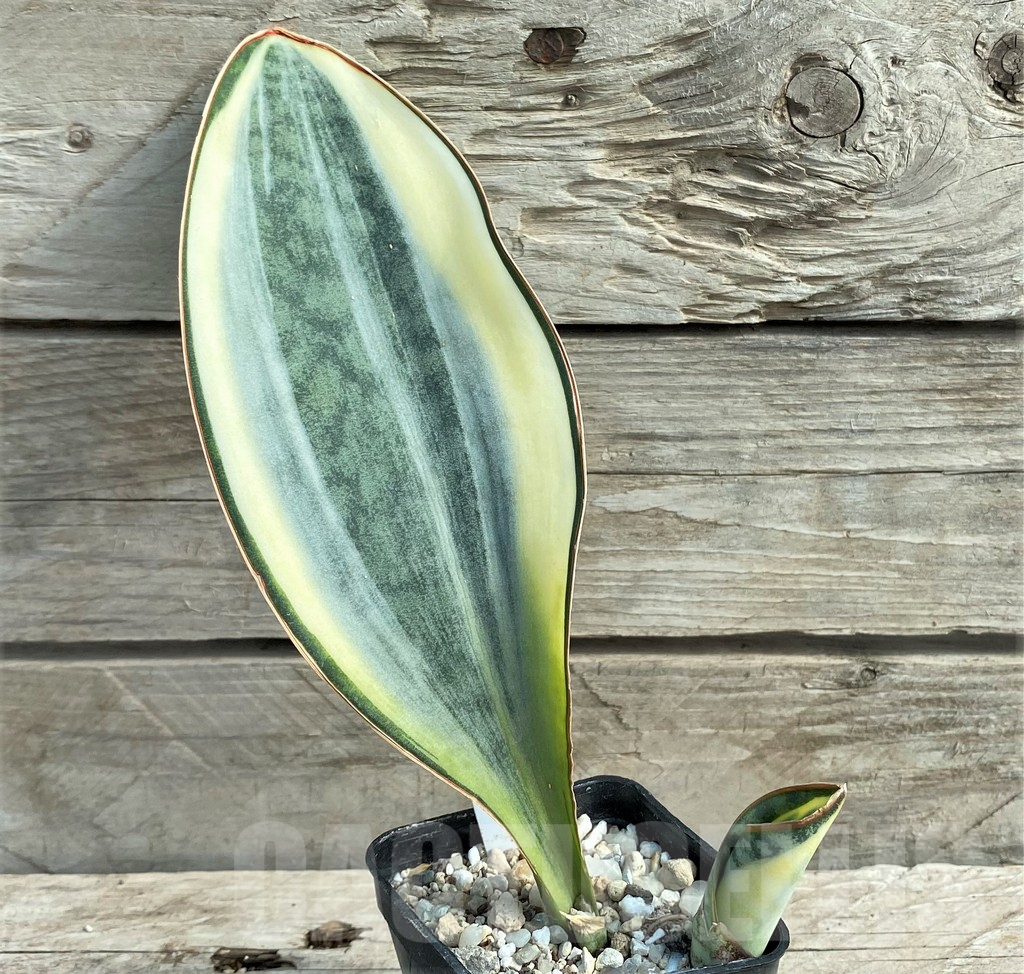 SHPR20922 Sansevieria 'Masoniana' white