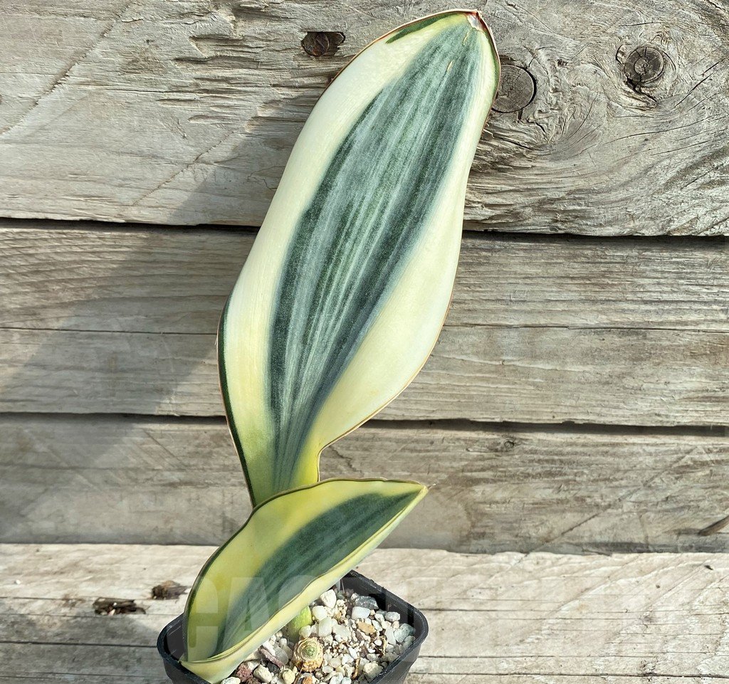 SHPR20962 Sansevieria 'Masoniana' white - Obrázek 2