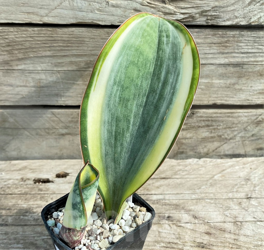 SHPR20963 Sansevieria 'Masoniana' white - Obrázek 2