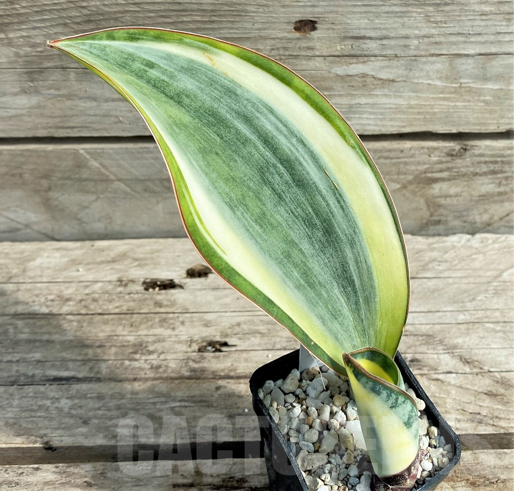 SHPR20963 Sansevieria 'Masoniana' white