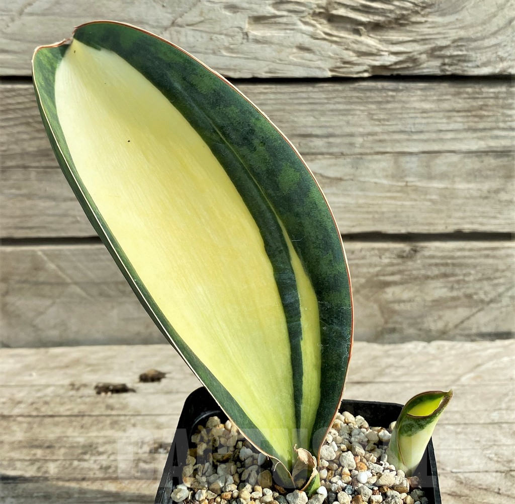 SHPR20967 Sansevieria 'Masoniana' mediopicta