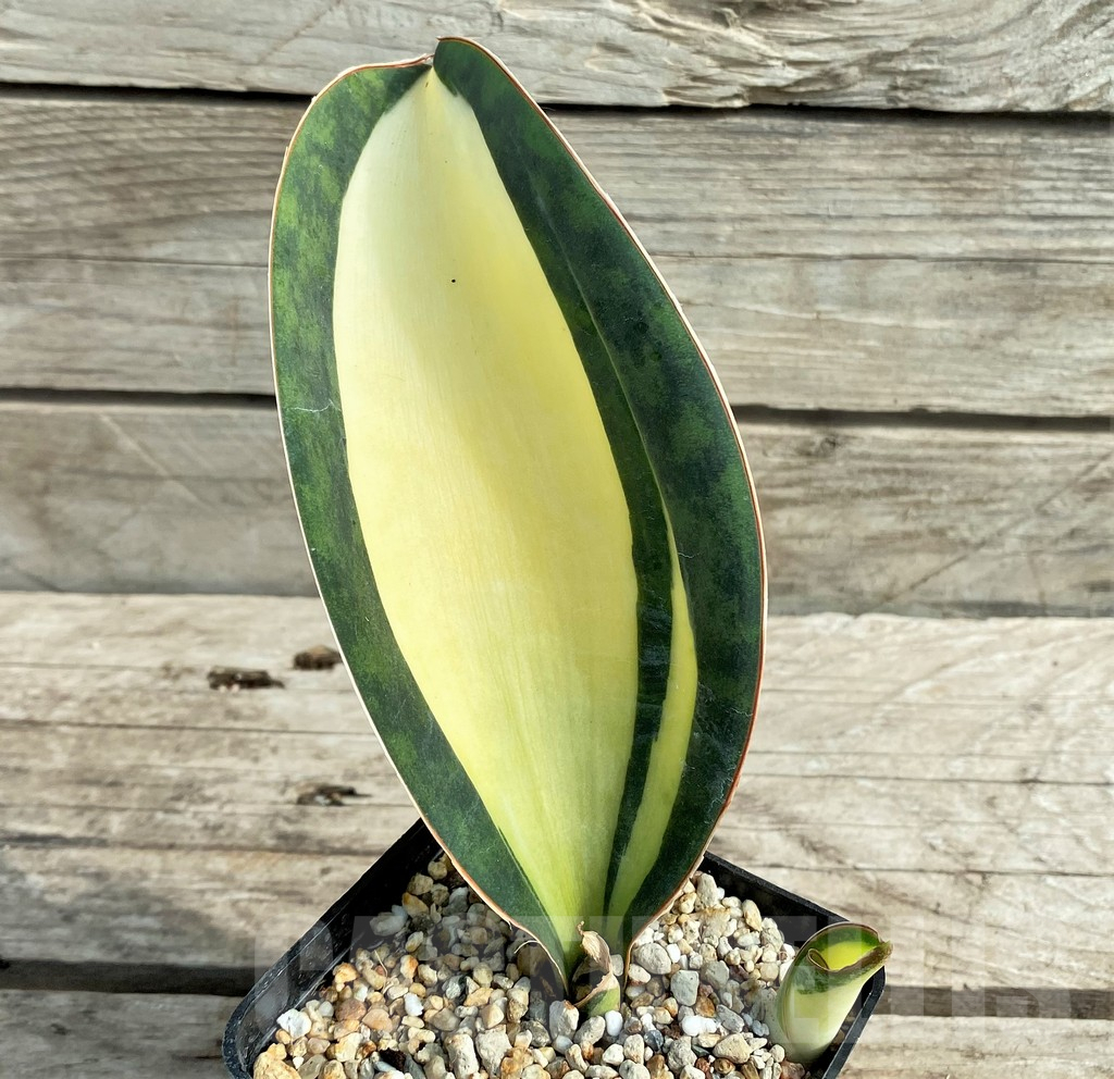 SHPR20967 Sansevieria 'Masoniana' mediopicta – Image 2