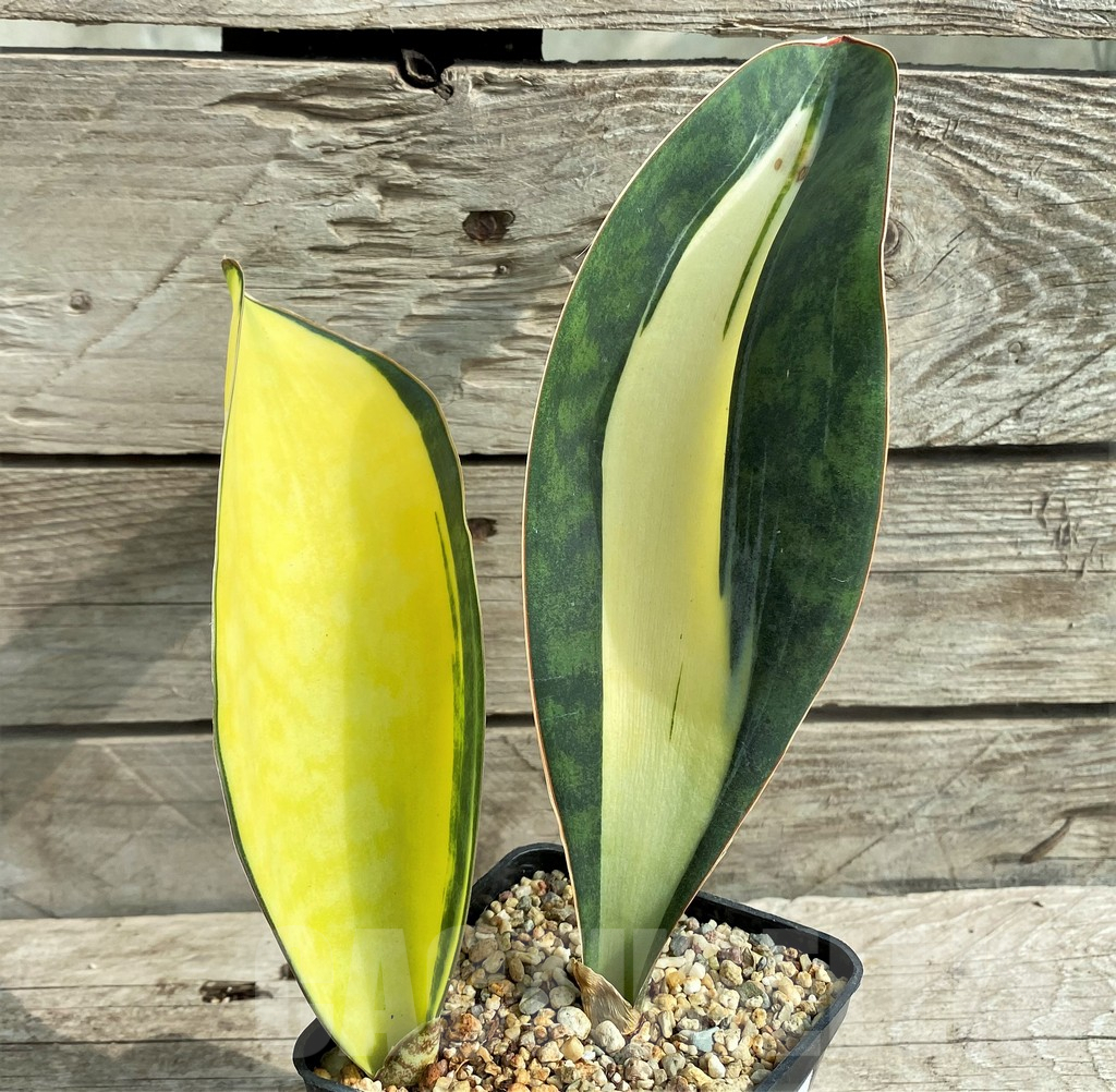 SHPR20968 Sansevieria 'Masoniana' mediopicta