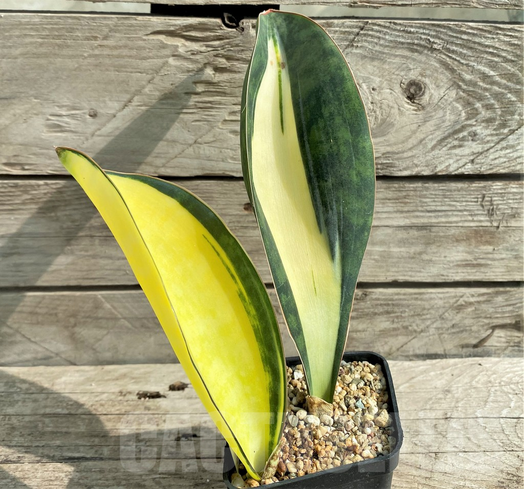 SHPR20968 Sansevieria 'Masoniana' mediopicta - Image 2