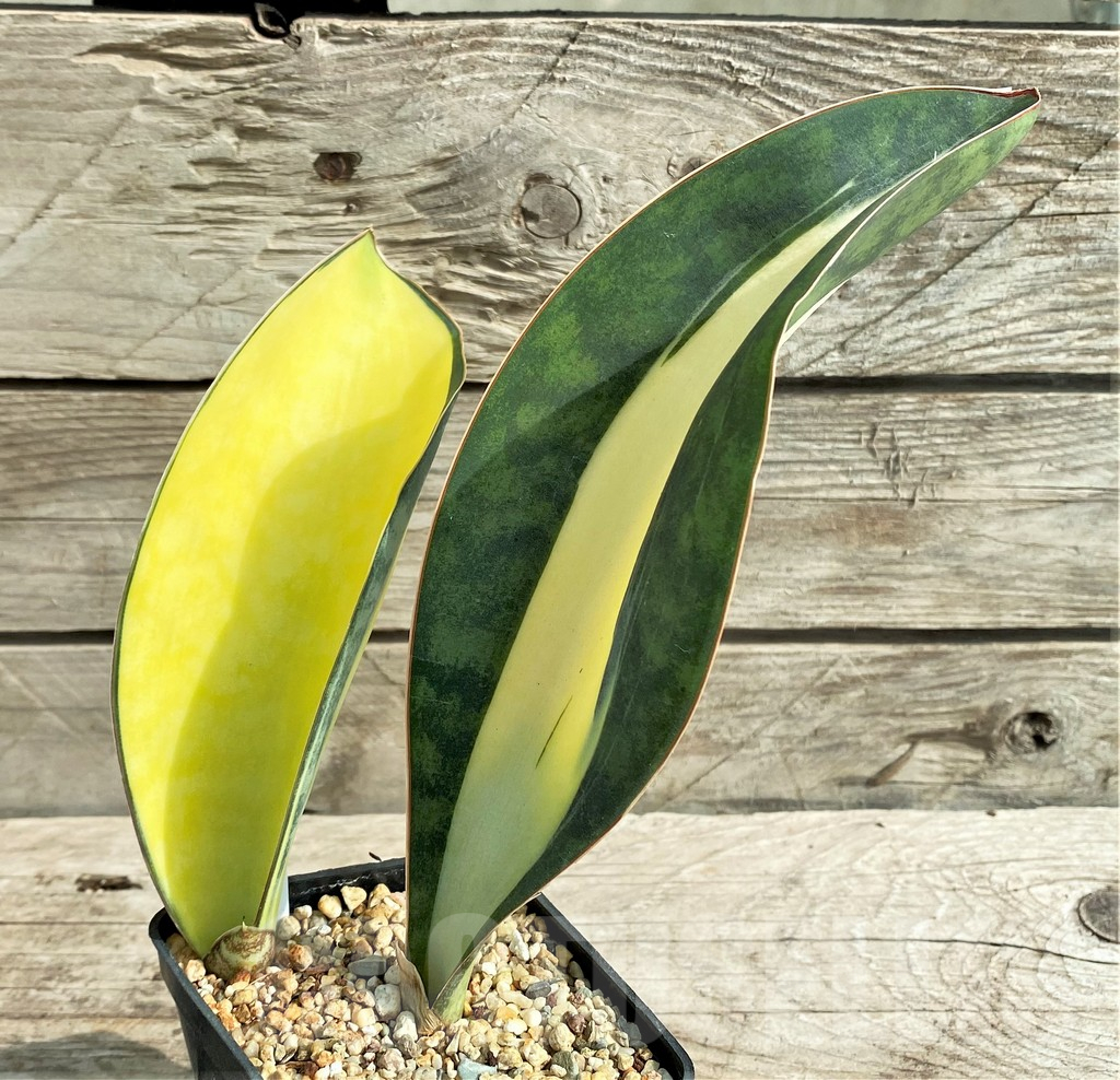 SHPR20968 Sansevieria 'Masoniana' mediopicta - Image 3
