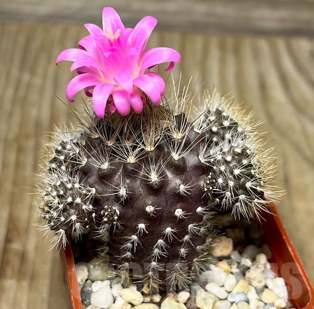 SHPR14965 Neoporteria pseudolaniceps